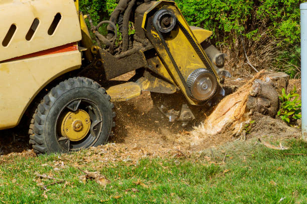 Best Tree Trimming Near Me  in Hockessin, DE